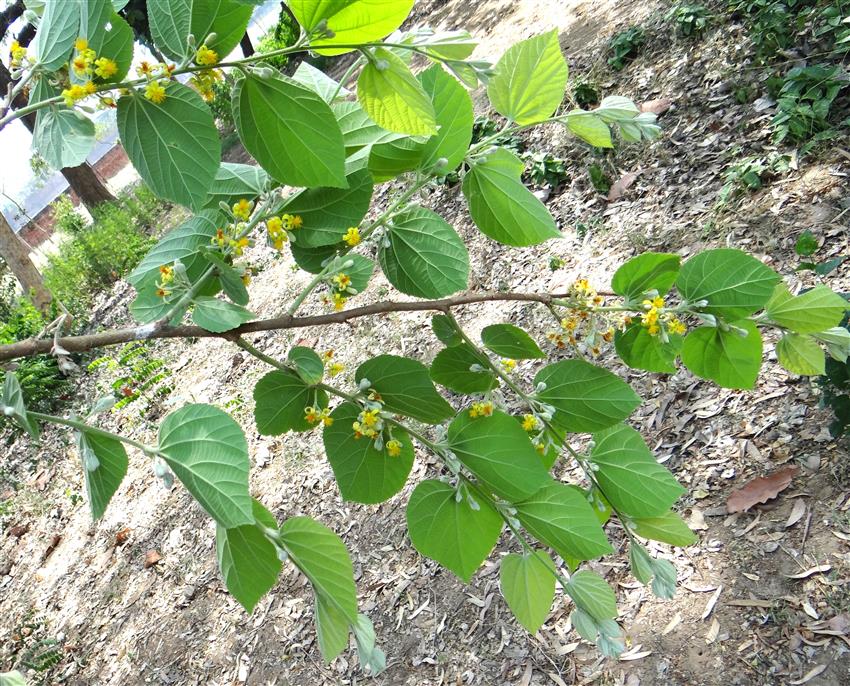 Grewia asiatica